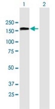 Anti-TCOF1 antibody produced in mouse purified immunoglobulin, buffered aqueous solution