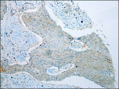 Anti-VPS4A affinity isolated antibody