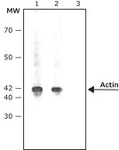 Conjugué anticorps anti-IgG de lapin (molécule entière)–phosphatase alcaline antibody produced in goat IgG fraction of antiserum