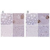 Anti-GCG antibody produced in rabbit Prestige Antibodies&#174; Powered by Atlas Antibodies, affinity isolated antibody, buffered aqueous glycerol solution