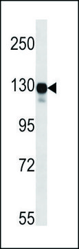 ANTI-MOUSE MAP3K6 (N-TERM) antibody produced in rabbit IgG fraction of antiserum, buffered aqueous solution
