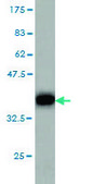 Monoclonal Anti-GRM6 antibody produced in mouse clone 1A11, purified immunoglobulin, buffered aqueous solution
