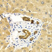 Anti-RAB27A antibody produced in rabbit