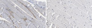 Anti-&#945;-Dystroglycan Antibody