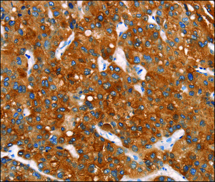 Anti-MT-CYB antibody produced in rabbit affinity isolated antibody