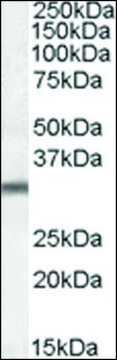Anti-PSMG1 (C-terminal) antibody produced in goat affinity isolated antibody, buffered aqueous solution