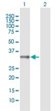 Anti-MRGPRX2 antibody produced in mouse purified immunoglobulin, buffered aqueous solution