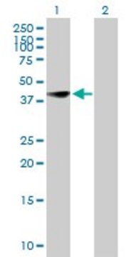 Anti-CEBPB antibody produced in mouse purified immunoglobulin, buffered aqueous solution