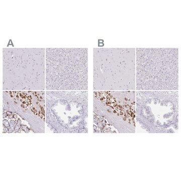 Anti-PAPPA2 antibody produced in rabbit Prestige Antibodies&#174; Powered by Atlas Antibodies, affinity isolated antibody, buffered aqueous glycerol solution