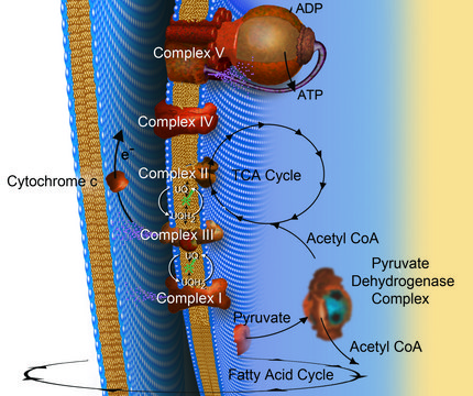 Acetyl coenzyme A lithium salt ≥93% (HPLC)