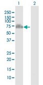 Anti-GRHL2 antibody produced in mouse purified immunoglobulin, buffered aqueous solution