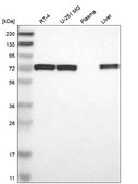 Anti-Pdpk1 Antibody Produced In Rabbit Prestige Antibodies&#174; Powered by Atlas Antibodies, affinity isolated antibody, buffered aqueous glycerol solution