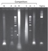 JumpStart&#8482; Taq DNA Polymerase with MgCl2