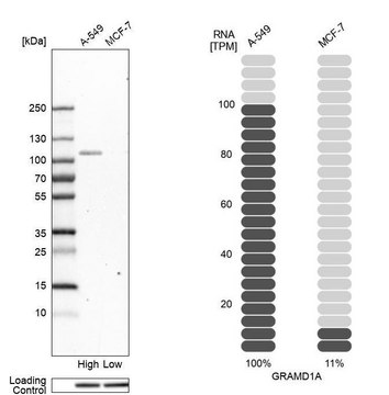 Anti-GRAMD1A antibody produced in rabbit Prestige Antibodies&#174; Powered by Atlas Antibodies, affinity isolated antibody, buffered aqueous glycerol solution