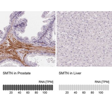 Anti-SMTN antibody produced in rabbit Prestige Antibodies&#174; Powered by Atlas Antibodies, affinity isolated antibody, buffered aqueous glycerol solution