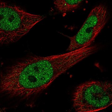 Anti-ERCC1 antibody produced in rabbit Prestige Antibodies&#174; Powered by Atlas Antibodies, affinity isolated antibody