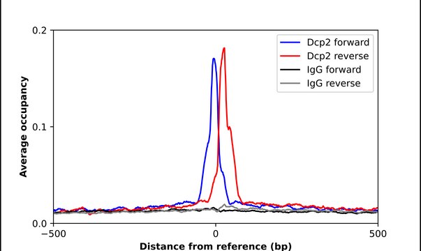 Anti-DCP2 antibody produced in rabbit Prestige Antibodies&#174; Powered by Atlas Antibodies, affinity isolated antibody