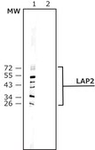 Monoclonal Anti-LAP2 (TMPO) antibody produced in mouse ~2&#160;mg/mL, clone 6E10, purified immunoglobulin, buffered aqueous solution