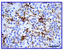 Anti-Glial Fibrillary Acidic Protein (GFAP) Antibody serum, Chemicon&#174;