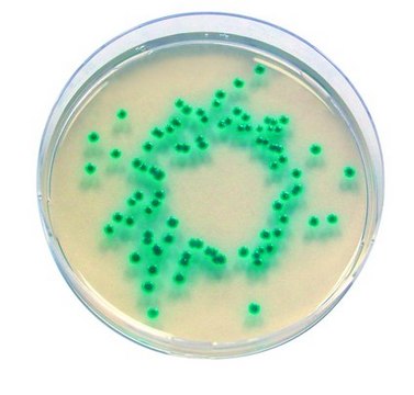 Enterobacter Sakazakii Agar for microbiology Chromocult&#174;