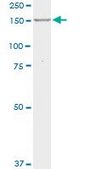 Monoclonal Anti-MPO antibody produced in mouse clone 3E11, purified immunoglobulin, buffered aqueous solution