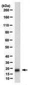 Anti-IL-1&#945; Antibody, clone 7E5.14.5