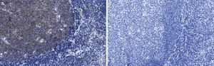 Anti-CD19 Antibody, clone 3E7 ZooMAb&#174; Rabbit Monoclonal recombinant, expressed in HEK 293 cells