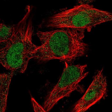 Anti-MDM4 antibody produced in rabbit Prestige Antibodies&#174; Powered by Atlas Antibodies, affinity isolated antibody