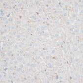 Anti-N Cadherin antibody produced in rabbit