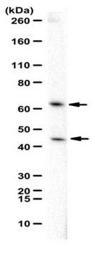 Anti-Oxytocin receptor Antibody from rabbit, purified by affinity chromatography