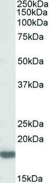 Anti-PTN antibody produced in goat affinity isolated antibody, buffered aqueous solution