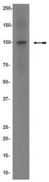 Anti-Ago family Antibody Upstate&#174;, from mouse