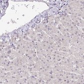 Anti-POLA2 antibody produced in rabbit Prestige Antibodies&#174; Powered by Atlas Antibodies, affinity isolated antibody, buffered aqueous glycerol solution