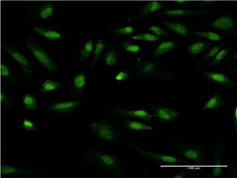Monoclonal Anti-GIT2 antibody produced in mouse clone M1, purified immunoglobulin, buffered aqueous solution
