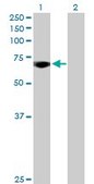 Anti-MYBL2 antibody produced in rabbit purified immunoglobulin, buffered aqueous solution