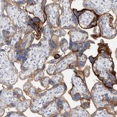 Anti-CD55 antibody produced in rabbit Prestige Antibodies&#174; Powered by Atlas Antibodies, affinity isolated antibody, buffered aqueous glycerol solution