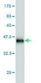 Monoclonal Anti-CFL2 antibody produced in mouse clone 6G9, purified immunoglobulin, buffered aqueous solution