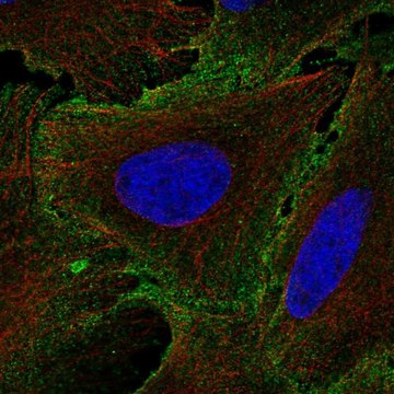 Anti-IL12RB1 antibody produced in rabbit Prestige Antibodies&#174; Powered by Atlas Antibodies, affinity isolated antibody