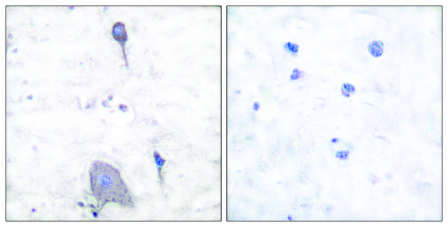 Anti-SIRP &#945;1, C-Terminal antibody produced in rabbit affinity isolated antibody