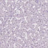 Anti-PRM1 antibody produced in rabbit Prestige Antibodies&#174; Powered by Atlas Antibodies, affinity isolated antibody, buffered aqueous glycerol solution
