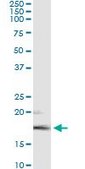 Monoclonal Anti-FGF5, (C-terminal) antibody produced in mouse clone 1B4, purified immunoglobulin, buffered aqueous solution