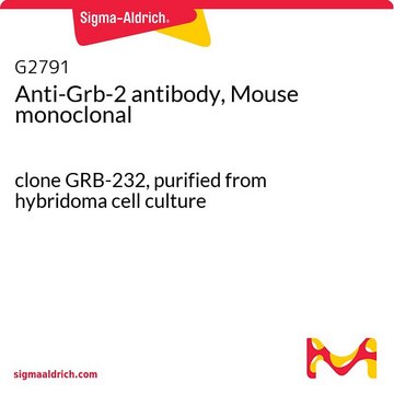 Anti-Grb-2 antibody, Mouse monoclonal clone GRB-232, purified from hybridoma cell culture