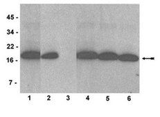 Anti-dimethyl-Histone H3 (Lys4) Antibody, clone AW30, rabbit monoclonal culture supernatant, clone AW30, Upstate&#174;