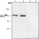 Anti-SEL1L (N-terminal) antibody produced in rabbit ~1.0&#160;mg/mL, affinity isolated antibody, buffered aqueous solution