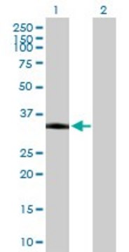 Anti-PKD1L2 antibody produced in mouse purified immunoglobulin, buffered aqueous solution