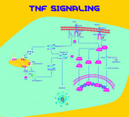Tumor Necrosis Factor-&#945; from mouse TNF-&#945;, recombinant, expressed in E. coli, powder, suitable for cell culture