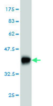 Monoclonal Anti-TRPV5 antibody produced in mouse clone 2A6, purified immunoglobulin, buffered aqueous solution