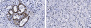 Anti-KRas Antibody, clone 2J13, ZooMAb&#174; Rabbit Monoclonal recombinant, expressed in HEK 293 cells