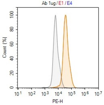 Anti-p57Kip2 Antibody, clone 1H11 ZooMAb&#174; Rabbit Monoclonal recombinant, expressed in HEK 293 cells