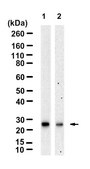 Anti-CBX5 Antibody, clone 5I2-K ZooMAb&#174; Rabbit Monoclonal recombinant, expressed in HEK 293 cells